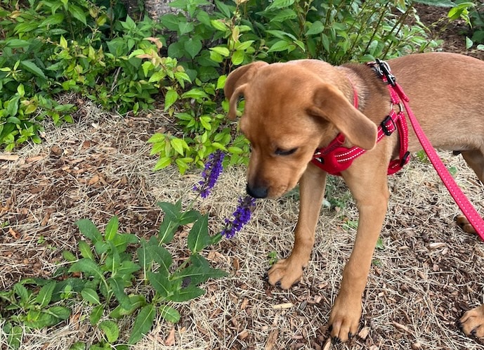 pictured here is a dog smelling a flower; dogs and bee stings tend to happen because dogs are curious creatures