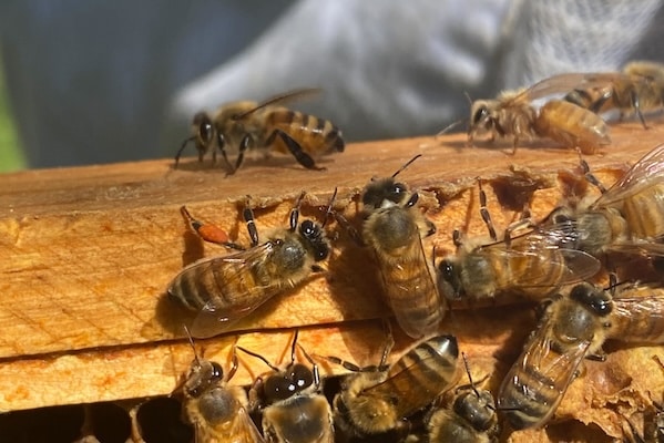 fun bee fact about drone bees, pictured here, is that their only job is to mate with the queen. 