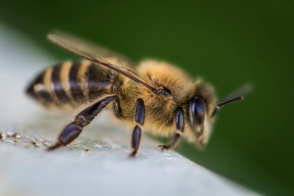 close up shot of a honey bee showing off its anatomy