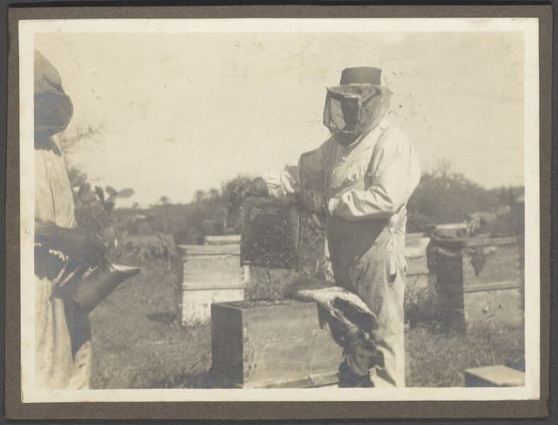 black and white photo of beekeepers tending to a beehive in an apiary