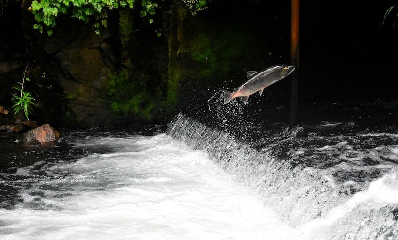 salmon in a river, salmon are an indicator species