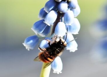 A red mason bee on a blue flower