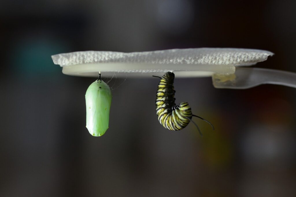 monarch butterfly life cycle includes cocoons and caterpillars