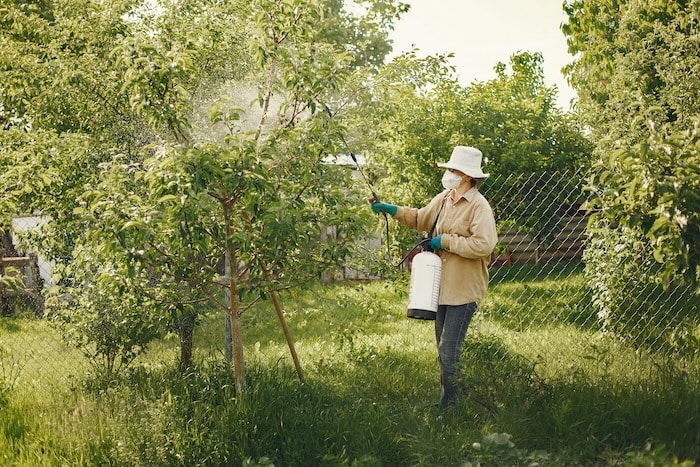 a gardener spraying pesticides on their trees