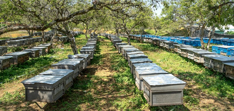 An apiary yard in a forested field for a commercial beekeeping venture