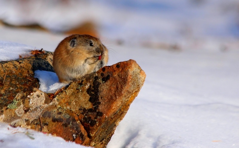 pikas, pictured here on a snowy log, are an indicator species