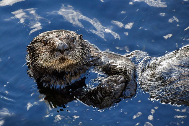 sea otters are a keystone species
