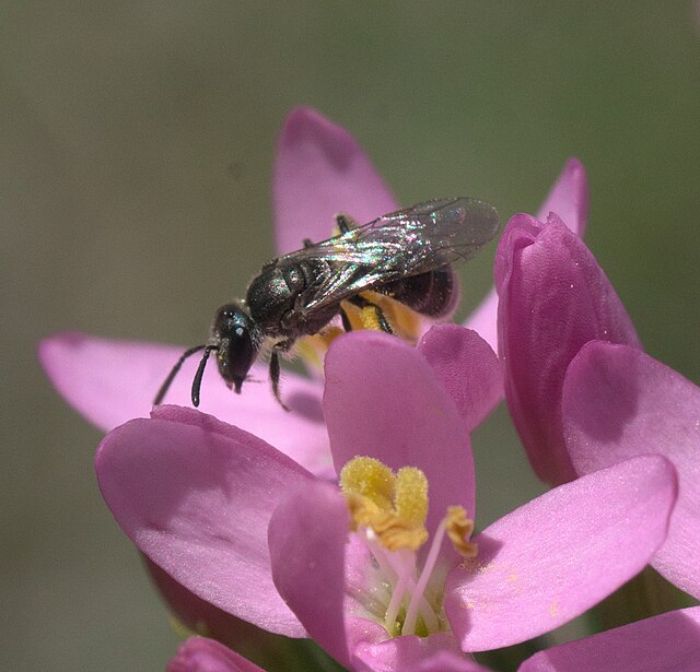 sweat bee on a pink flower