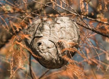 wasp nests are often in trees like this one