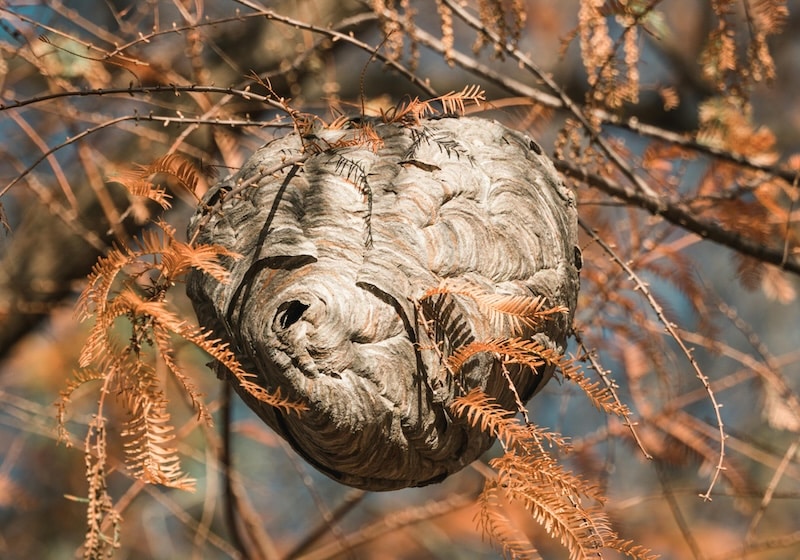 wasp nests are often in trees like this one