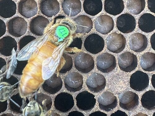 A queen bee with a green 117 on her abdomen from our queen rearing program