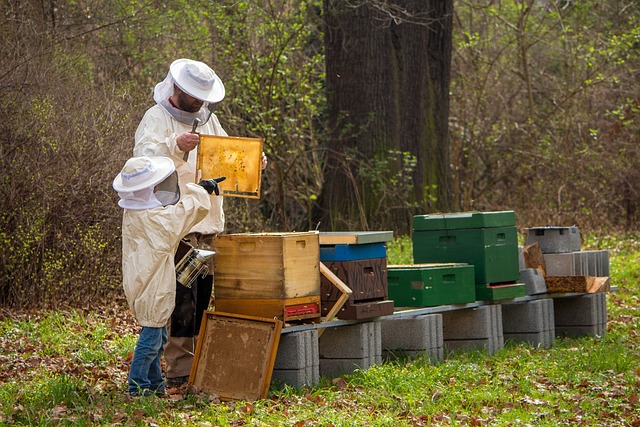 beekeeping is great for homesteaders; it improves crop yields and provides honey