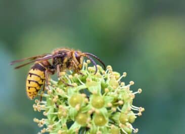 wasp on a green flower