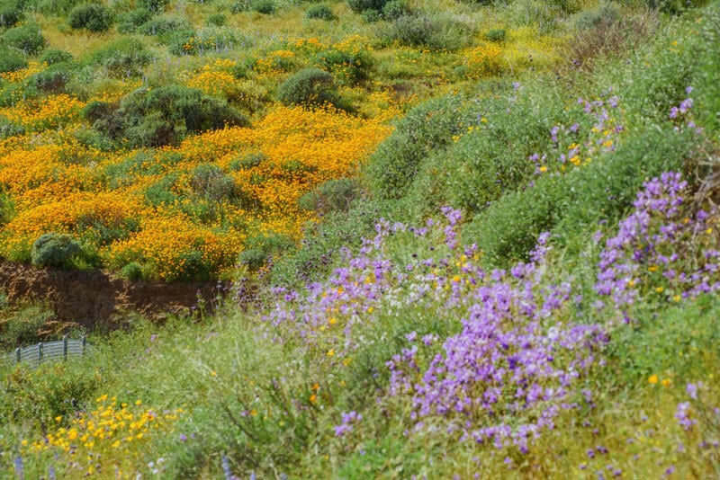 Grassy meadow image