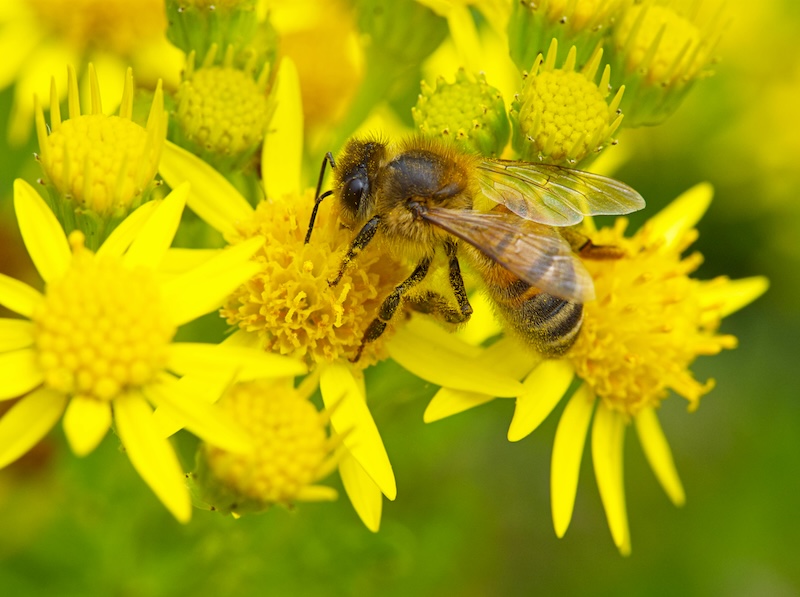 Honey bee covered in pollen on a yellow flower; the bee venom can help treat allergies