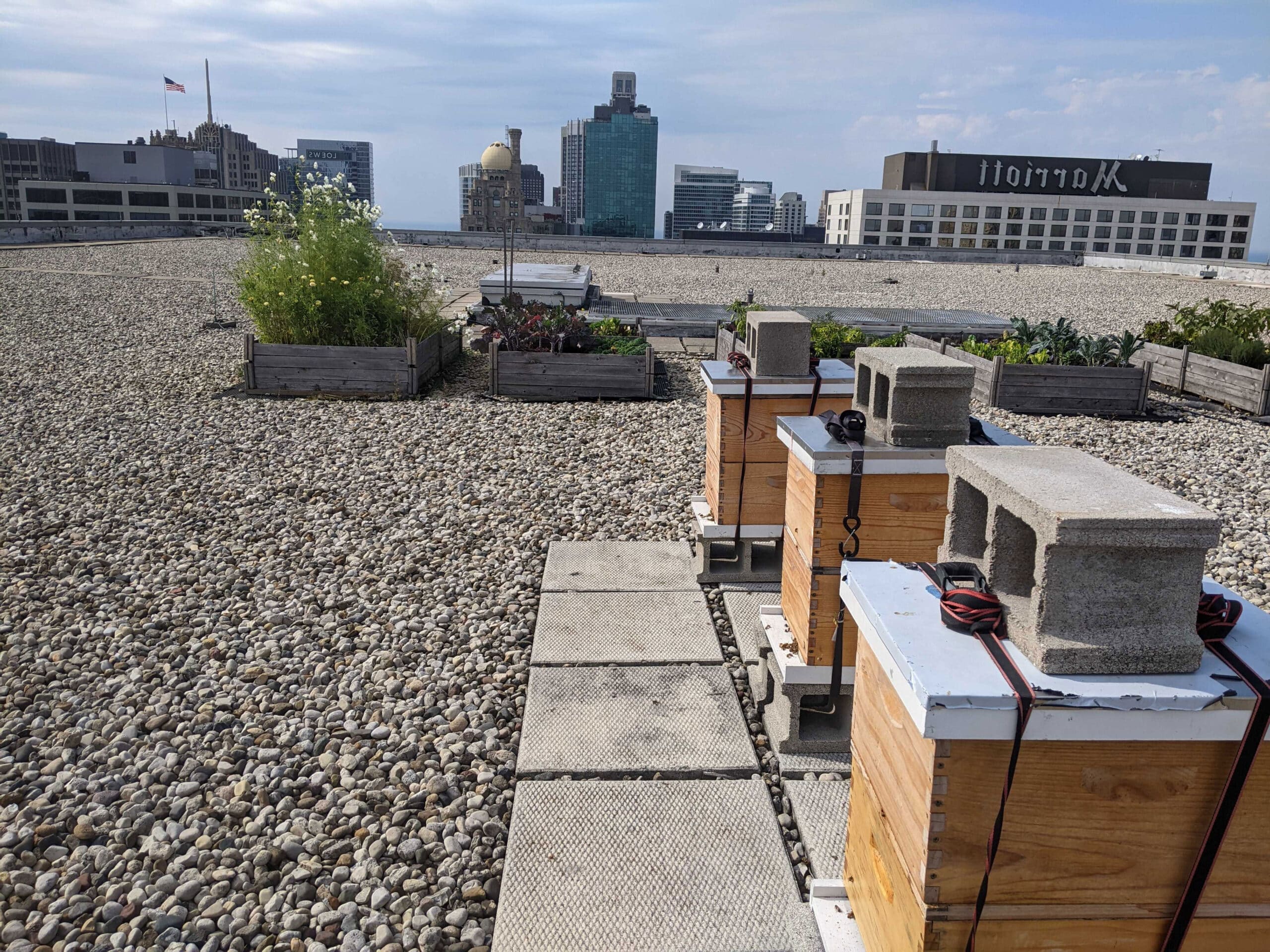 Urban beekeeping on chicago rooftop
