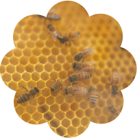 Best_bees_regional_masthead_honeycomb