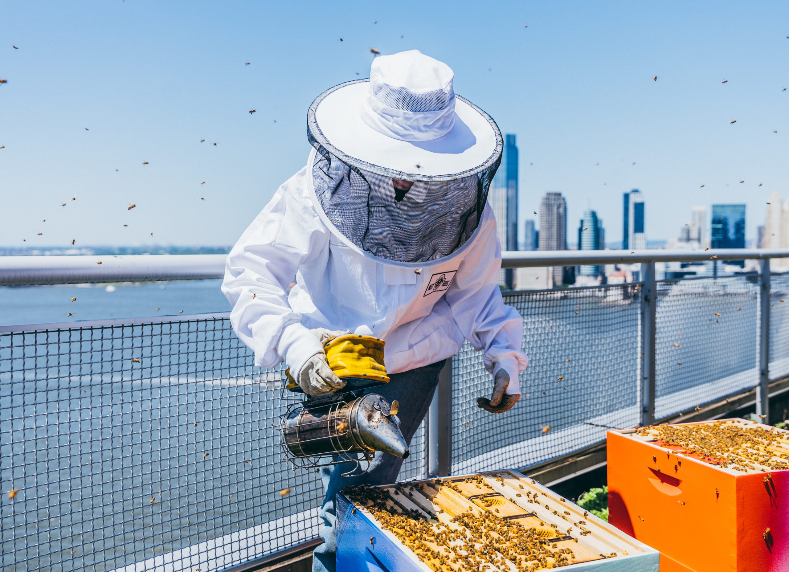 Best bees beekeeper tends hive at the soliare with new york skyline in background