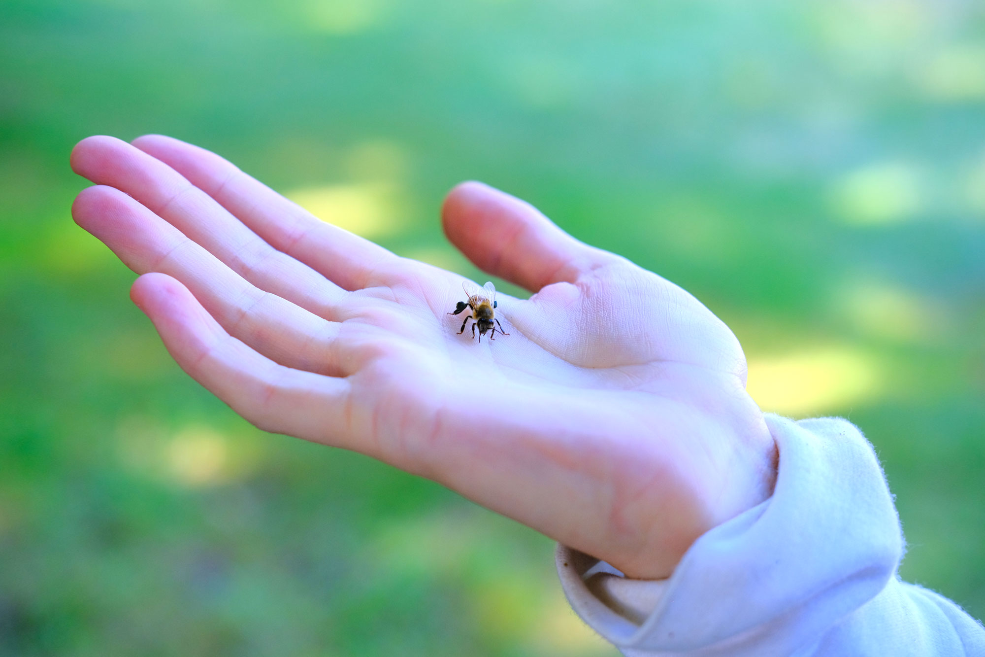 Honeybee resting on person's hand