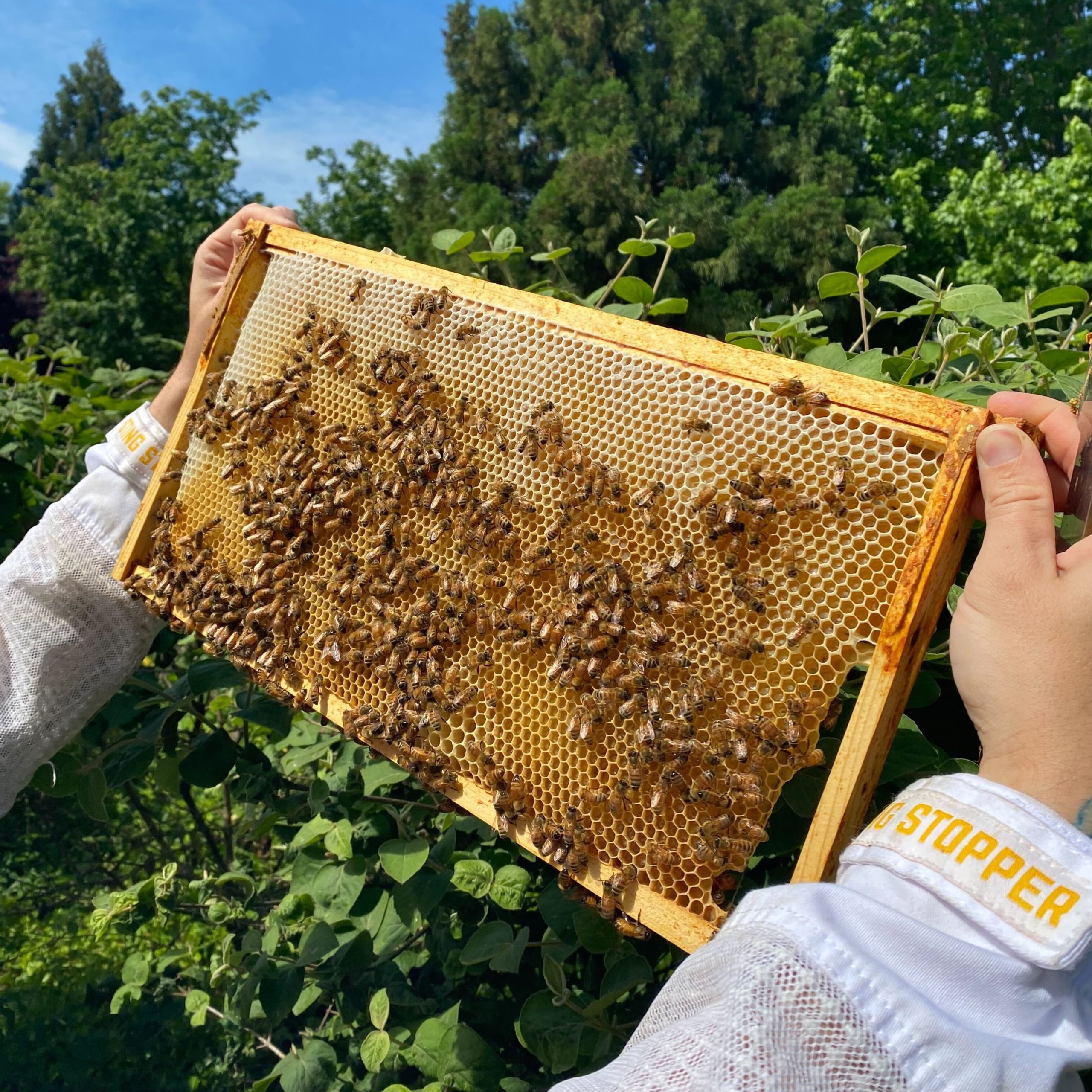 Beekeeper holds up frame of bees at a residential backyard