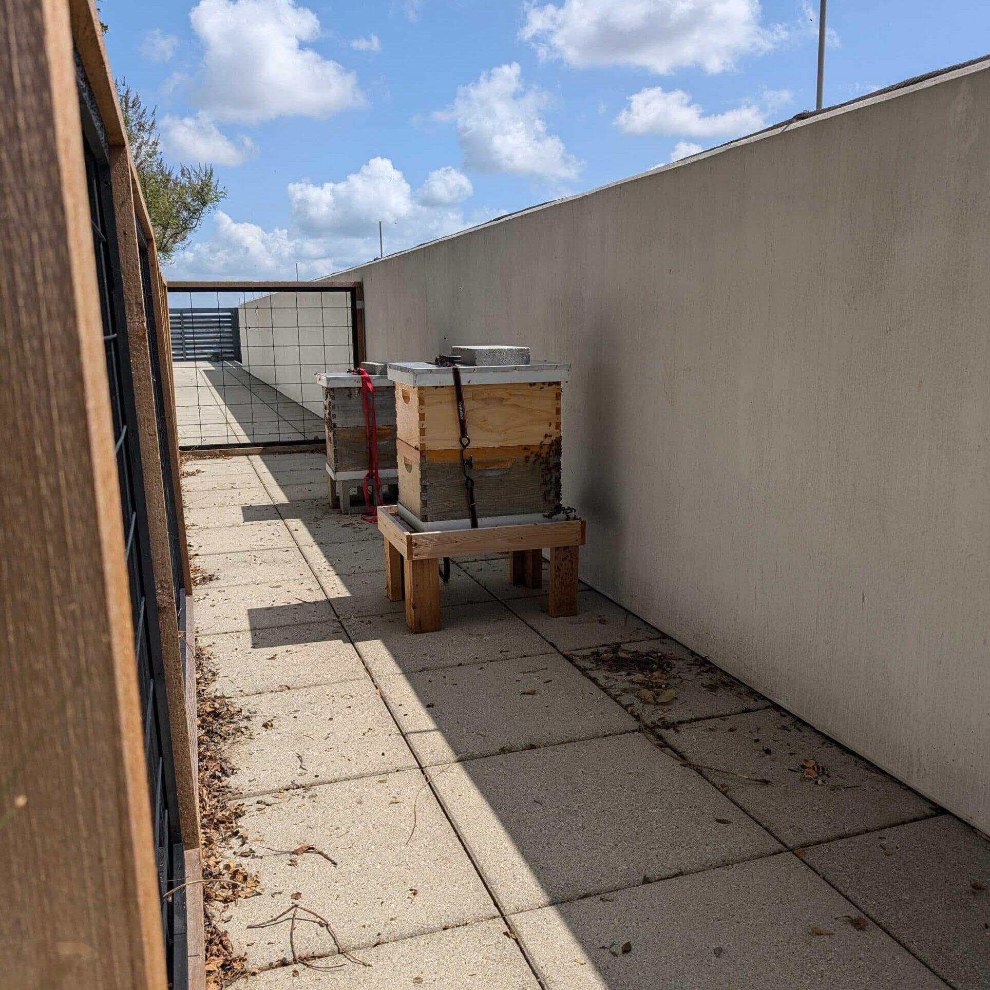 Two Beehives at Howard Hughes The Woodlands, TX