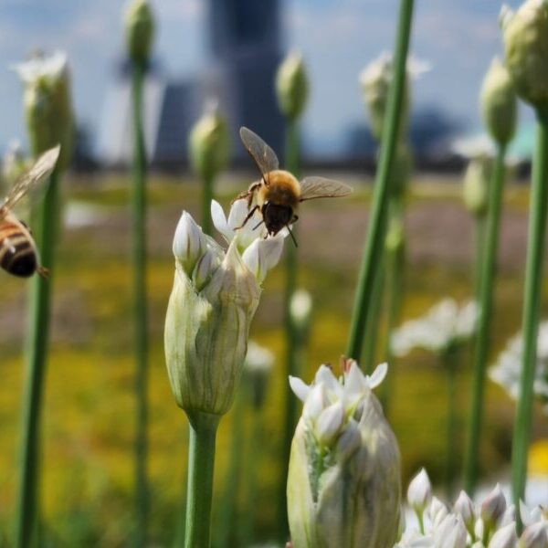 Honey bees forage from white flowers on a rooftop pollinator garden