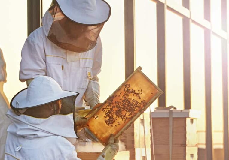 Beekeepers hold up a frame to the sunlight