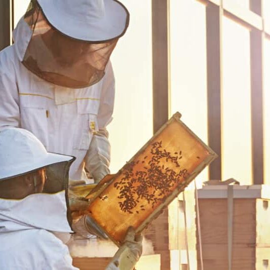 beekeepers hold up a frame to the sunlight