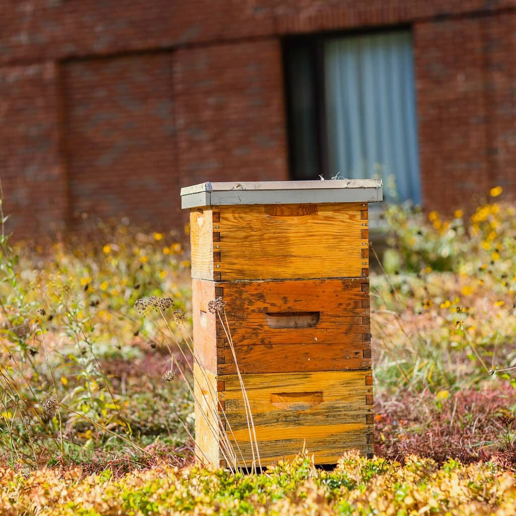 Urban beehive