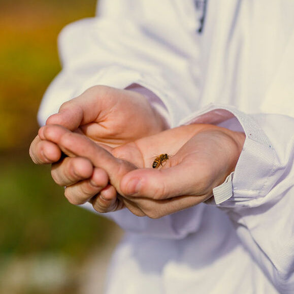 Beekeeper holds a bee in their cupped hands while beekeeping