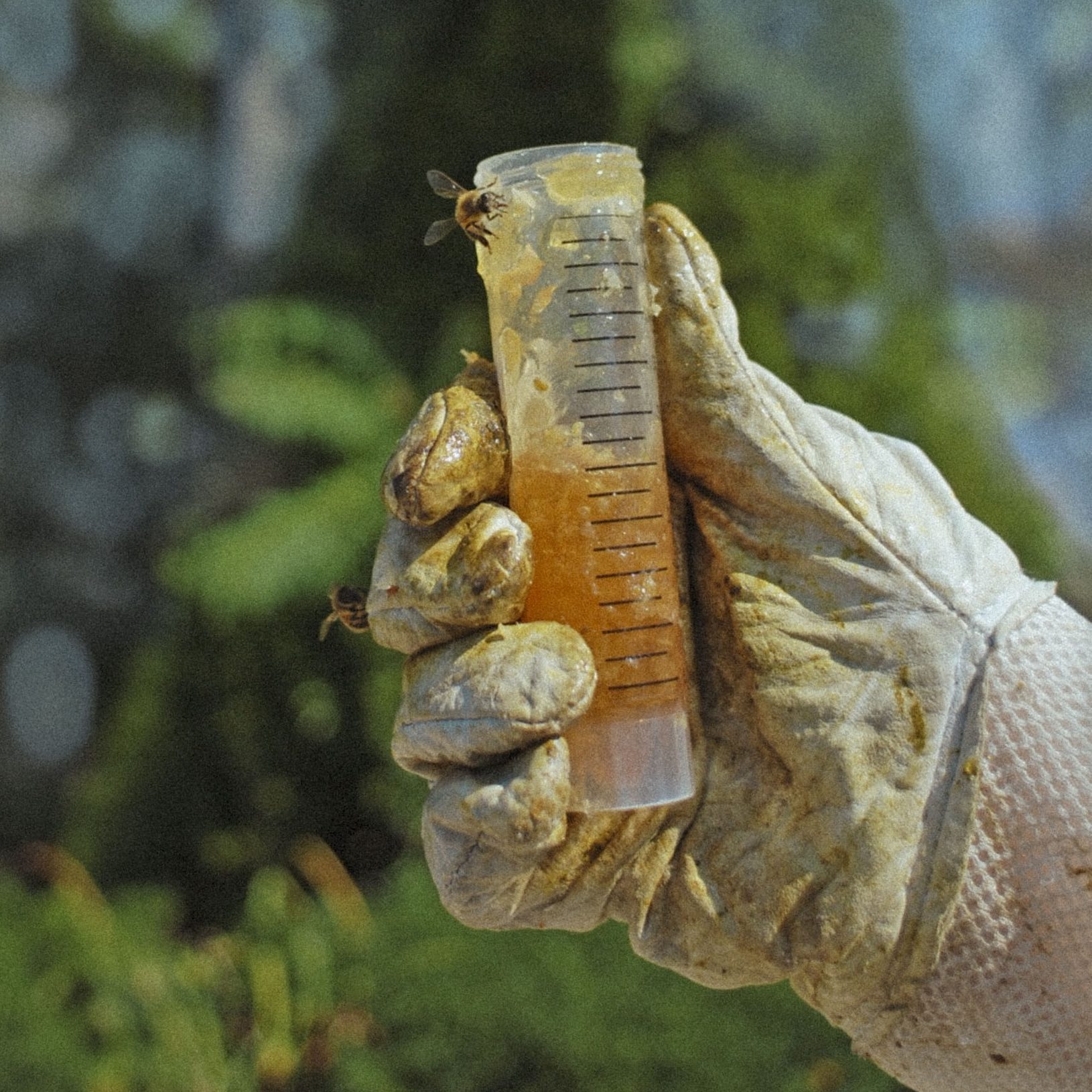 Honeydna sample