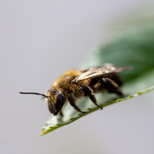 Close up of a mason bee on a leaf