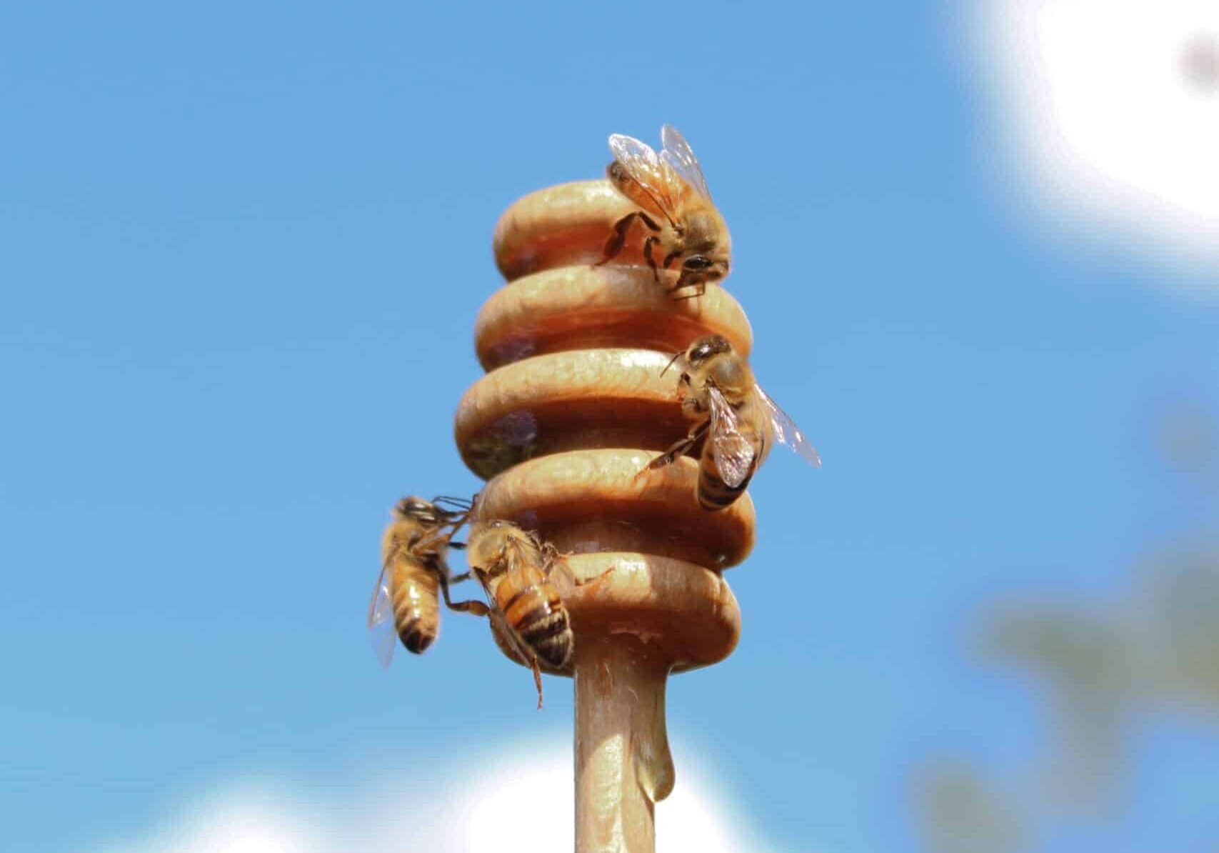 honey dipper with bees