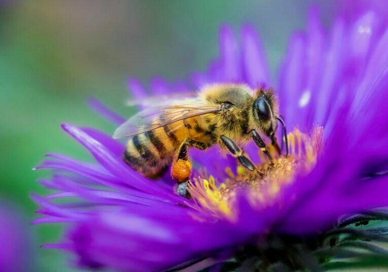 close up of adult bee foraging on a purple flower during adult stage of bee lifecycle