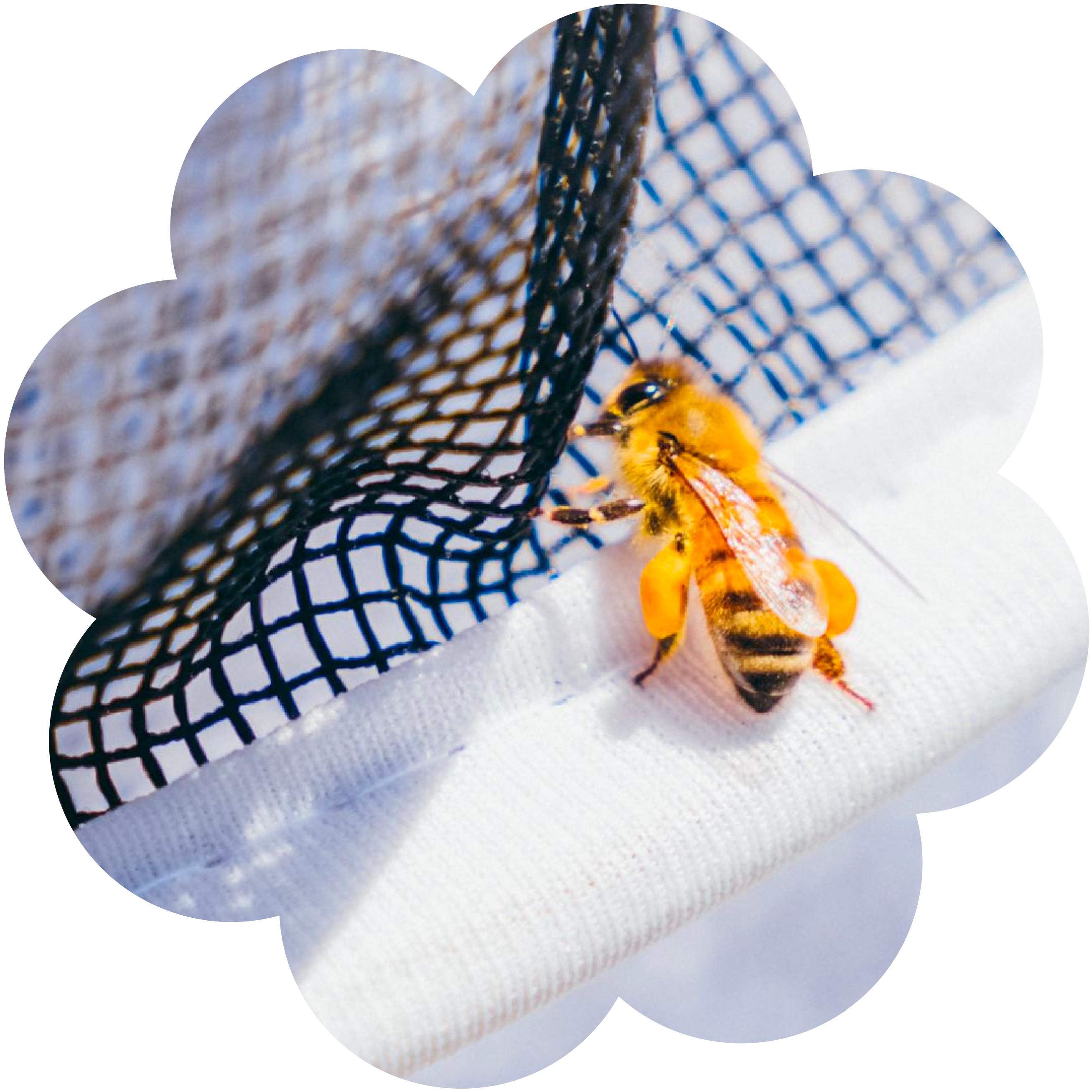 Corporate beekeeping services include honey bees, like the one pictured here, with yellow pollen stuck on its legs.