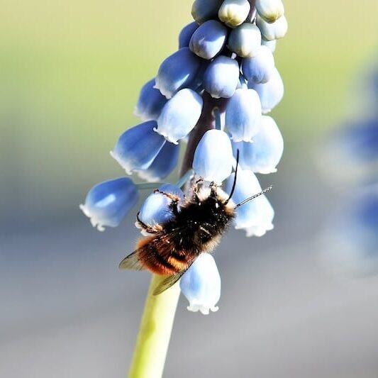 A red mason bee on a blue flower