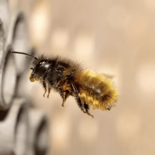 A solitary bee, specifically a mason bee, flies into the tubes of a bee hotel