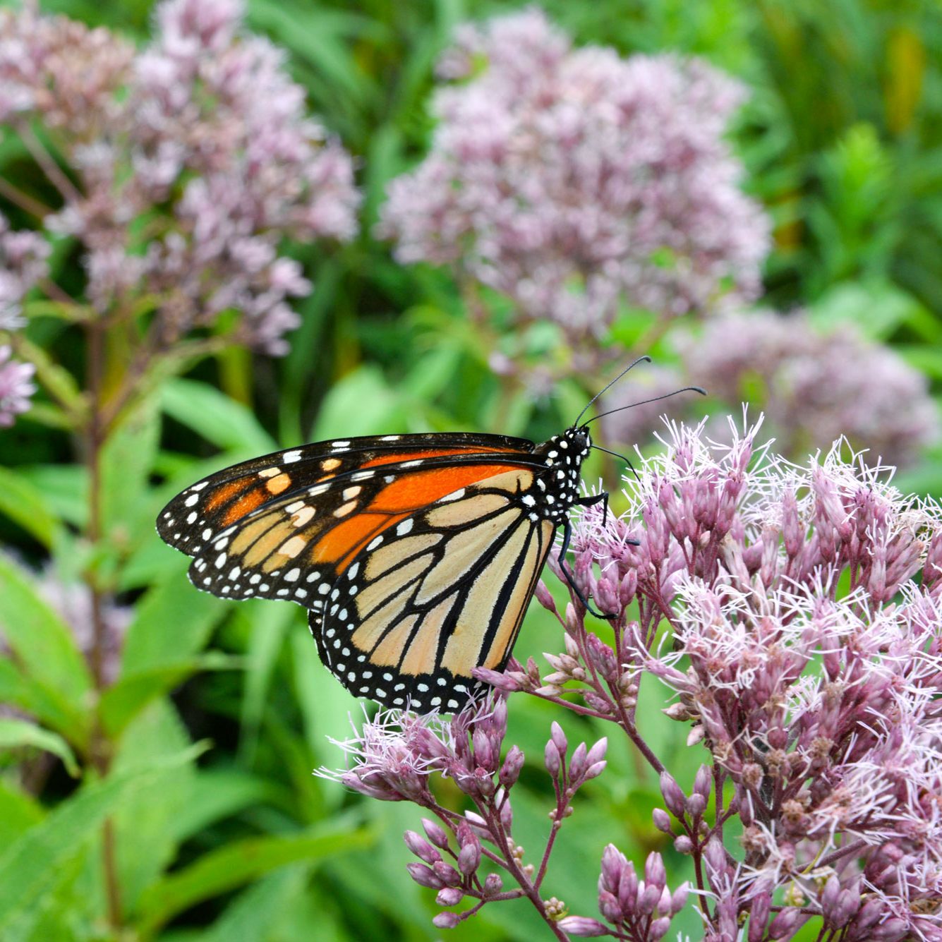 Pollinator_stock
